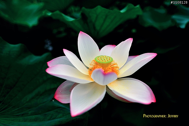 哪一支銘鏡光圈全開的前景較有「剪貼上去」的FU（328 or小黑六or 24mm f/1.4G）