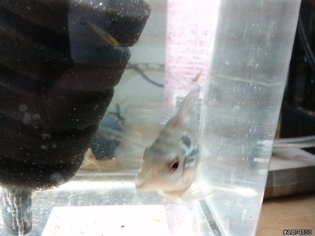 （水族疑問）孔雀魚＋羅漢魚！