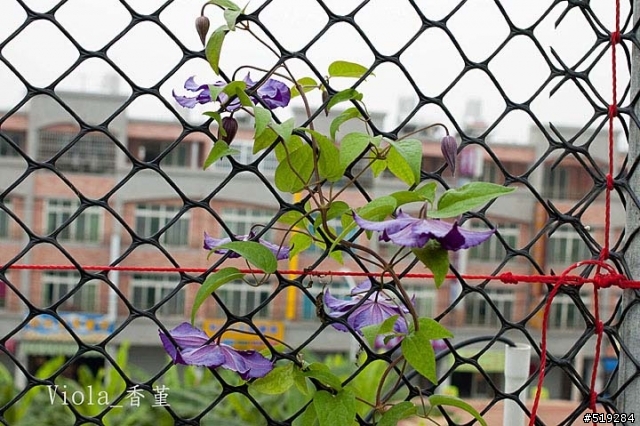 我的鐵線蓮