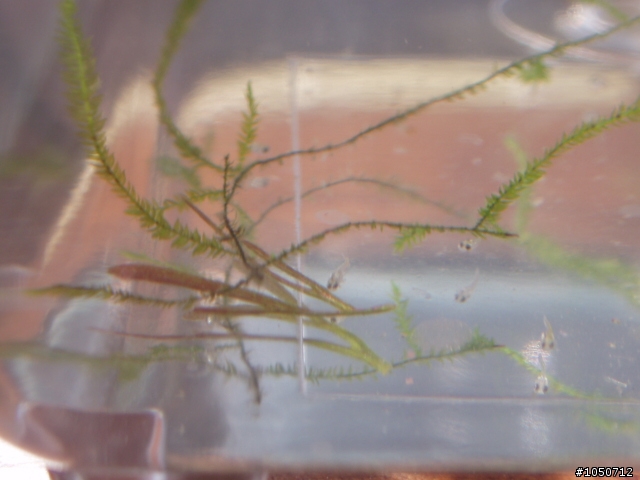 小鬥魚來了