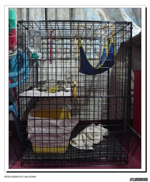 兩層的貓籠 DIY