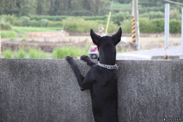 7/7 (已送出)[送養]新竹英國鬥牛犬哥哥