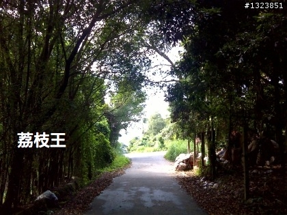 下一站，139（20110319補上二輪木屋後方已鋪上柏油的好漢坡、四面佛寺內陡坡與挑水古道新路線照片）