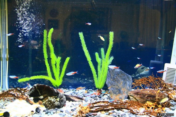 [分享]懶人的水族世界