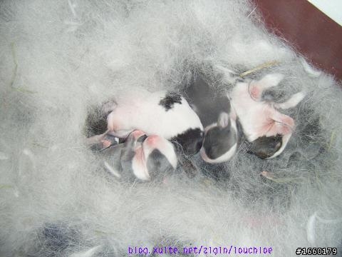 >< 怎麼照顦剛出生的小兔?更新餵奶影片連結