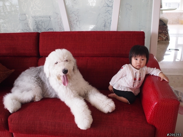 分享小朋友跟可愛的古代牧羊犬^^