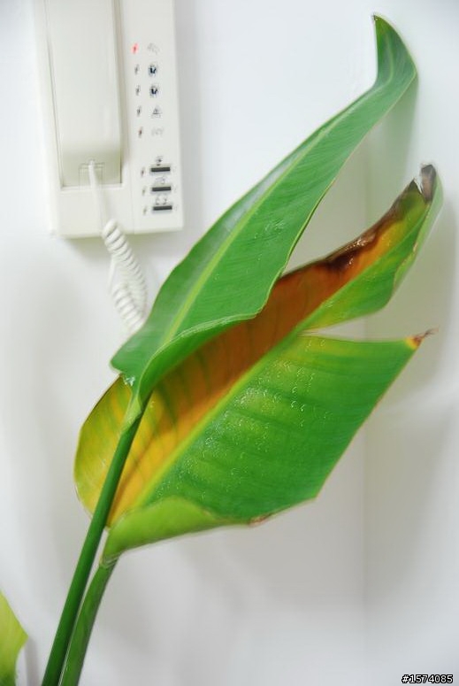 請問這種室內植物怎麼照顧??
