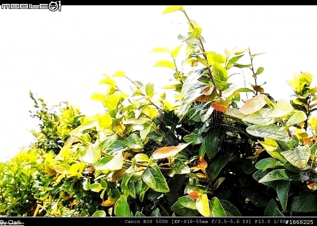 請教前輩Canon 500D !! 新鏡試拍...