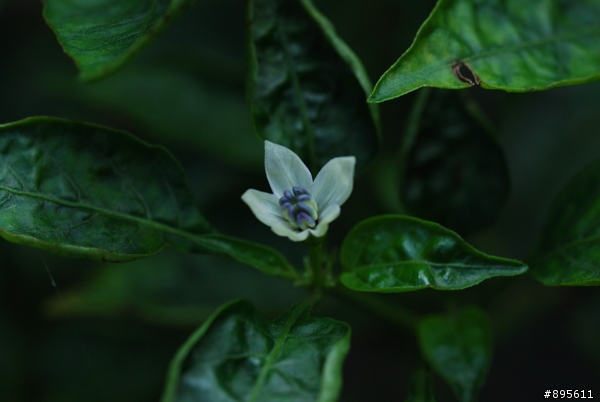 下嫁NIKON D40X的 leica R 60mm F2.8 MACRO