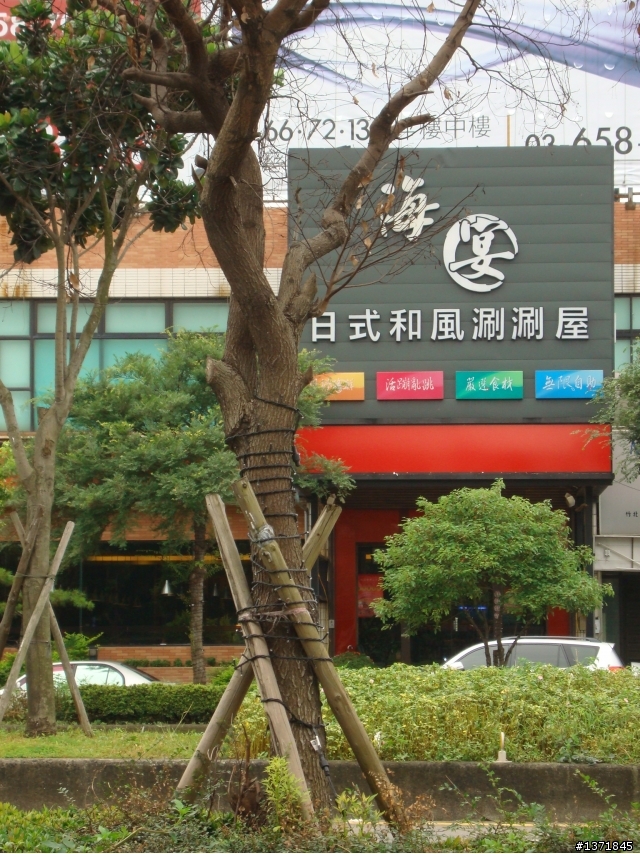 "竹北亮起來"的嘉年華會已落幕,請留給樟樹一條生路