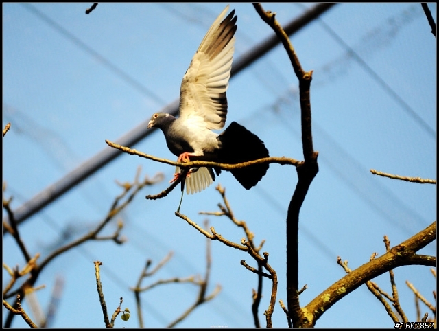 {尋鳥啟事}誰~來~鳥~我!  鳥樓開工囉~