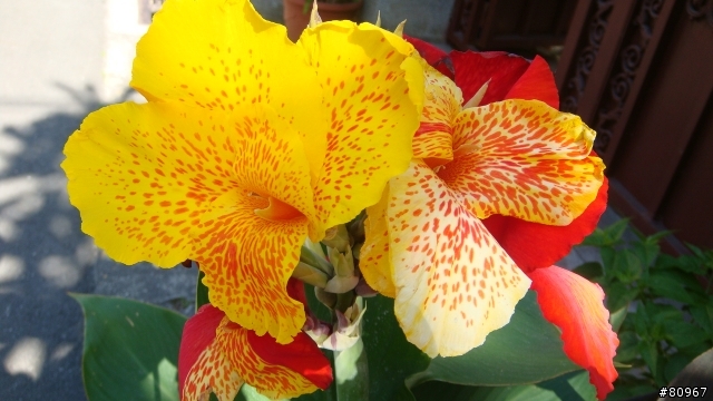 我家的 蓮蕉花