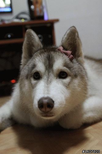 狗狗如何運送!?(補圖)