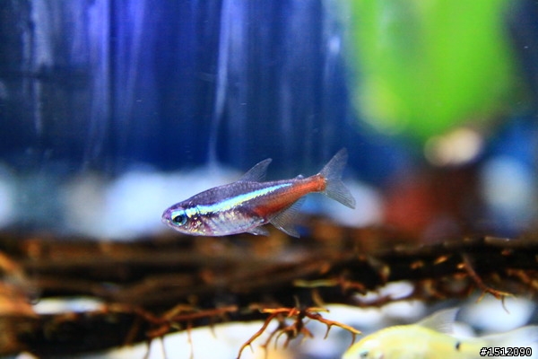 [分享]懶人的水族世界