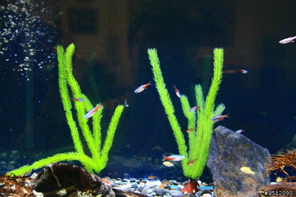 [分享]懶人的水族世界