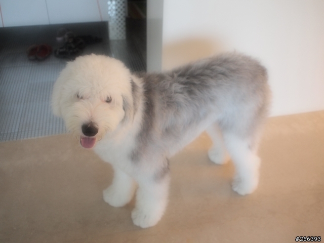 分享小朋友跟可愛的古代牧羊犬^^