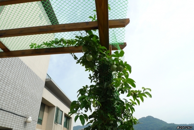 我們家的空中花果園
