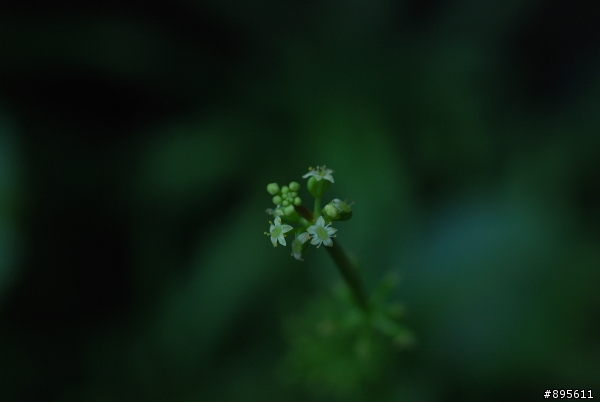 下嫁NIKON D40X的 leica R 60mm F2.8 MACRO