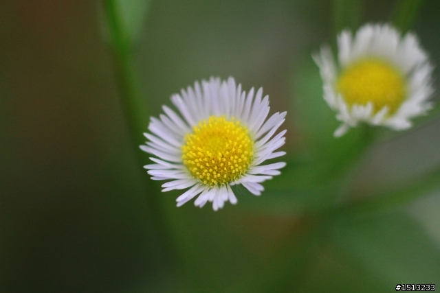 【分享】當CANON遇上萊卡
