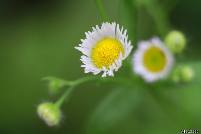【分享】當CANON遇上萊卡