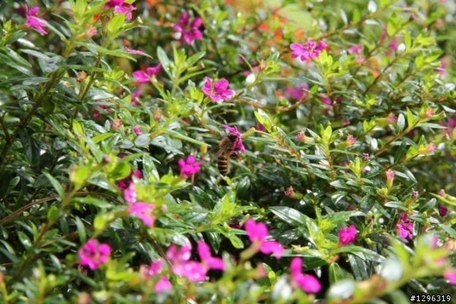 6/13NS鹿場的照片