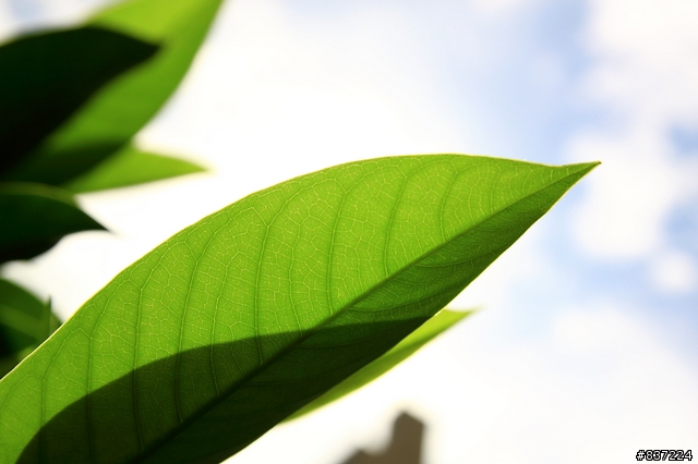 [開箱] Sigma 17-50mm F2.8 EX DC OS HSM 簡易開箱