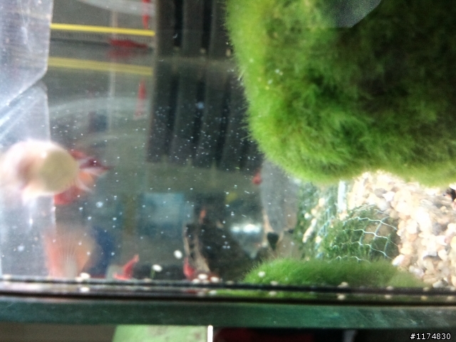（水族疑問）孔雀魚＋羅漢魚！
