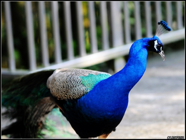 {尋鳥啟事}誰~來~鳥~我!  鳥樓開工囉~