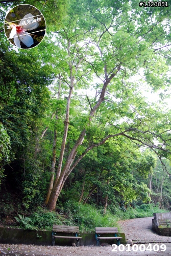 下一站，139（20110319補上二輪木屋後方已鋪上柏油的好漢坡、四面佛寺內陡坡與挑水古道新路線照片）