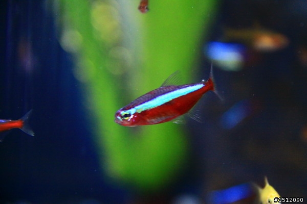 [分享]懶人的水族世界
