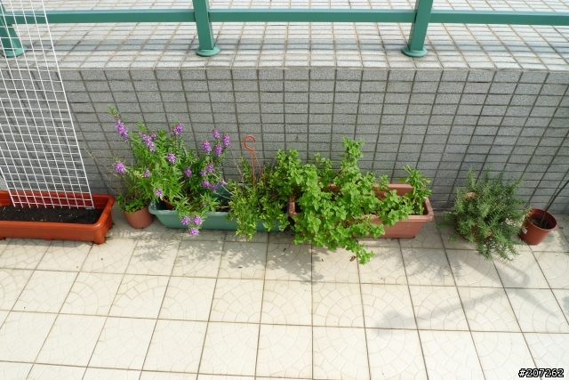 我們家的空中花果園
