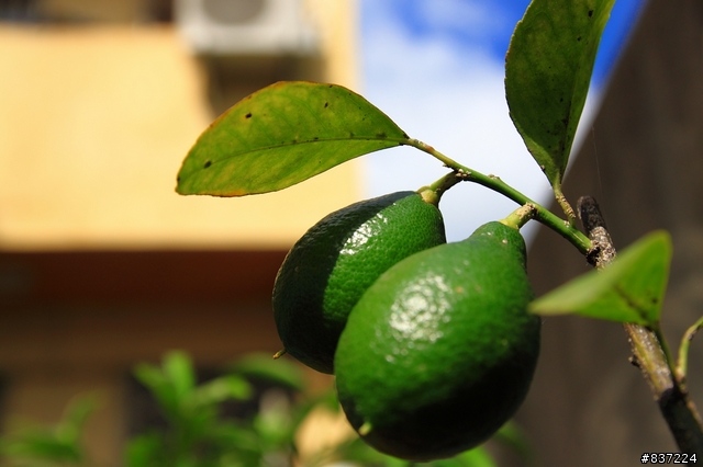 [開箱] Sigma 17-50mm F2.8 EX DC OS HSM 簡易開箱