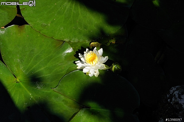 NEX-5 開箱了