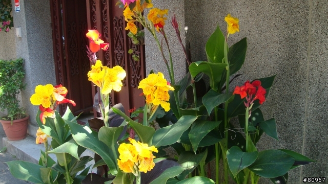 我家的 蓮蕉花