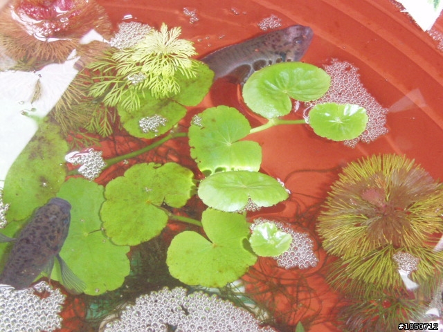 小鬥魚來了