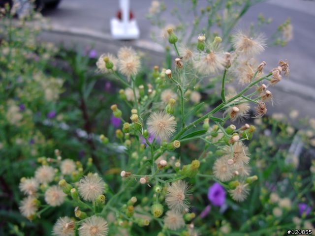 [景點] 台中兩天一夜 part2 - 心之芳庭