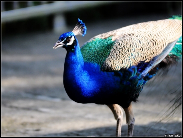 {尋鳥啟事}誰~來~鳥~我!  鳥樓開工囉~