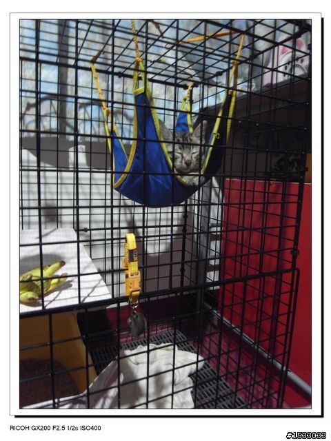 兩層的貓籠 DIY