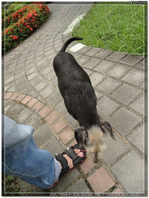 【大樓】SONY DSC H55 蓋新厝啦