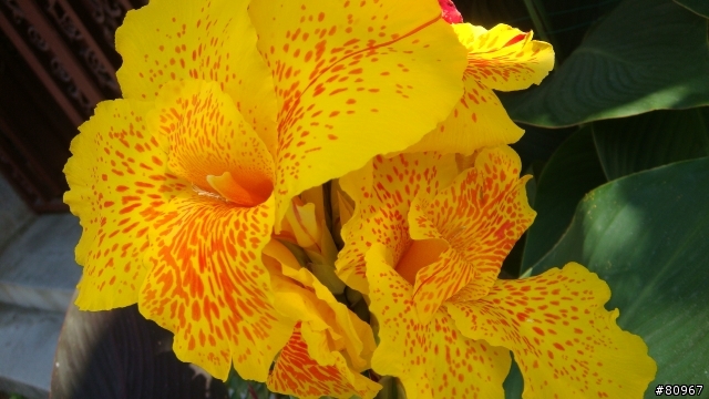 我家的 蓮蕉花