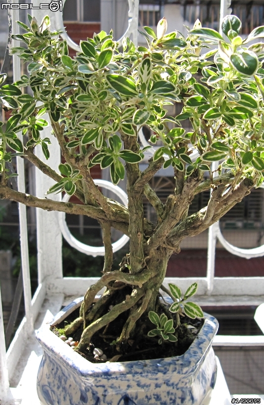 請教此種植物正式名稱?