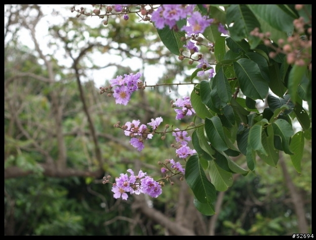 [分享]E-P1+MINOLTA 50mm F1.4試拍