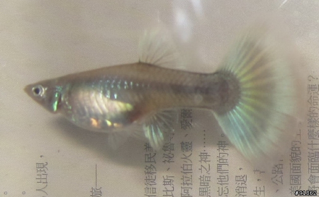 請大家幫我鑑定這對孔雀魚
