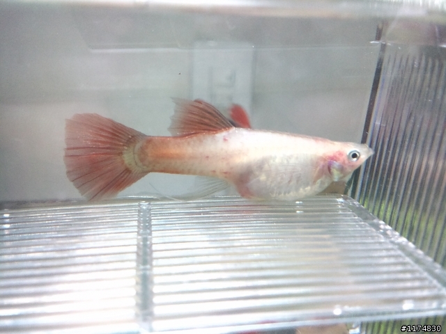 （水族疑問）孔雀魚＋羅漢魚！