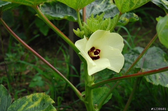 雨後百花開～拍到兩隻採花賊！