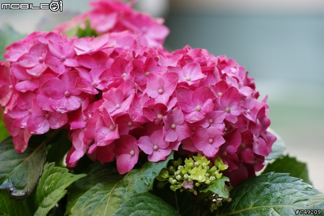 陽台繡球花栽植