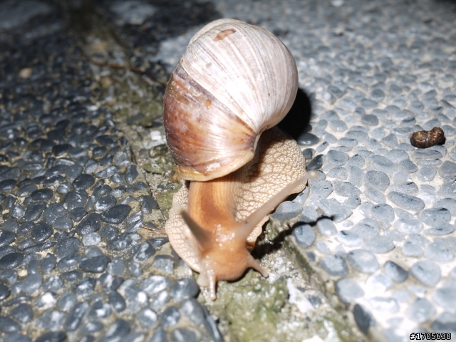 P家大集合~來蓋動物大樓吧!!!