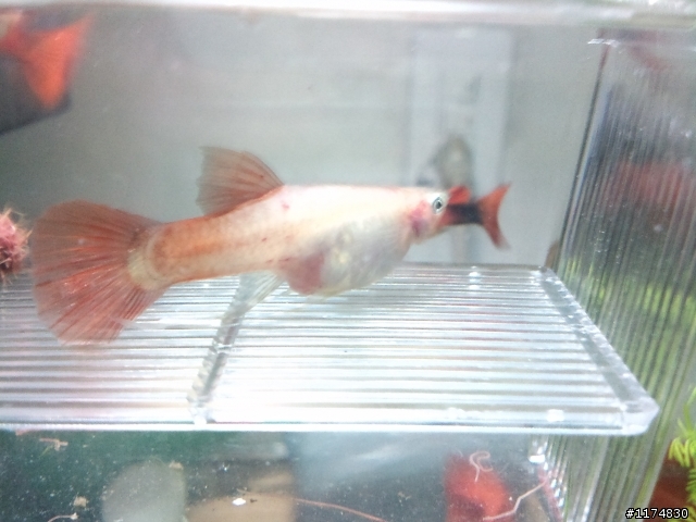 （水族疑問）孔雀魚＋羅漢魚！