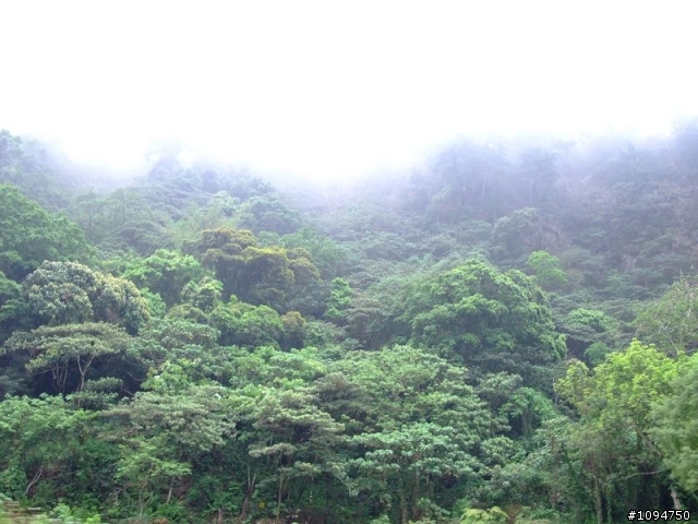 霧茫茫的清境(及短暫日月潭停留)