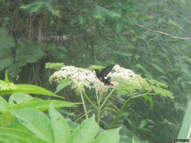 (照片)20100605樟湖國小加碼後棟仔